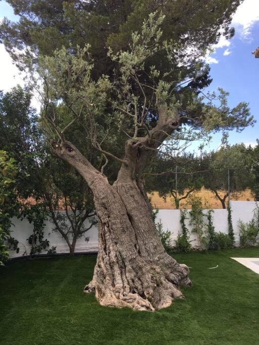 Villa Paolo - Rosa Marina Ostuni Eksteriør bilde